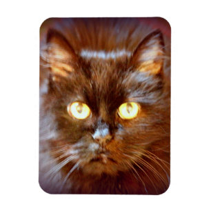 black cat magnet