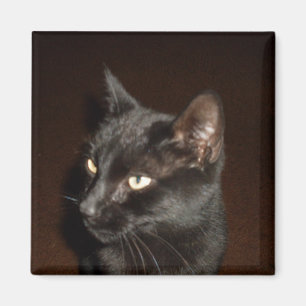 BLACK CAT magnet