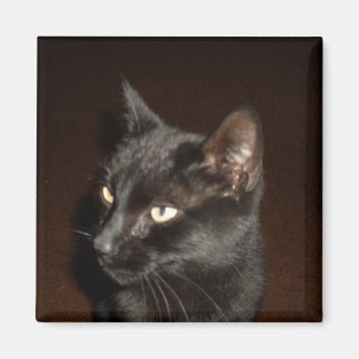 BLACK CAT magnet