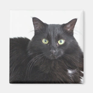 Black cat magnet