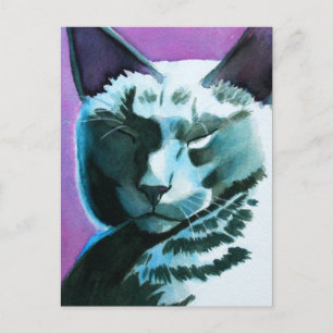 Black Cat Marina Regal Postcard