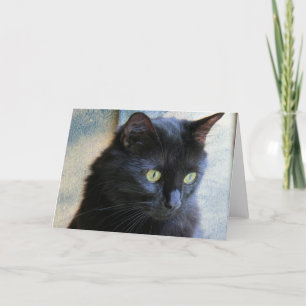 Black Cat Note Cards, blank inside Card