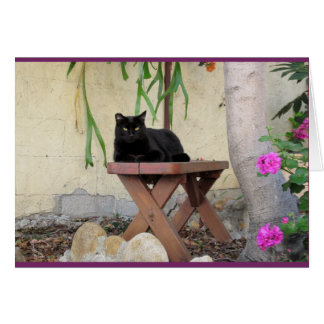 Black Cat on Bench with Pink Geraniums