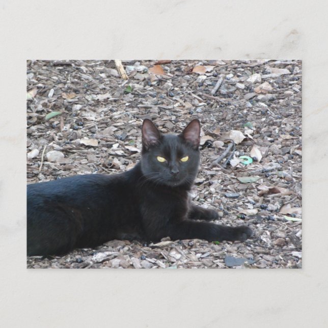 Black Cat Photo Postcard (Front)