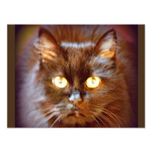 black cat photo print