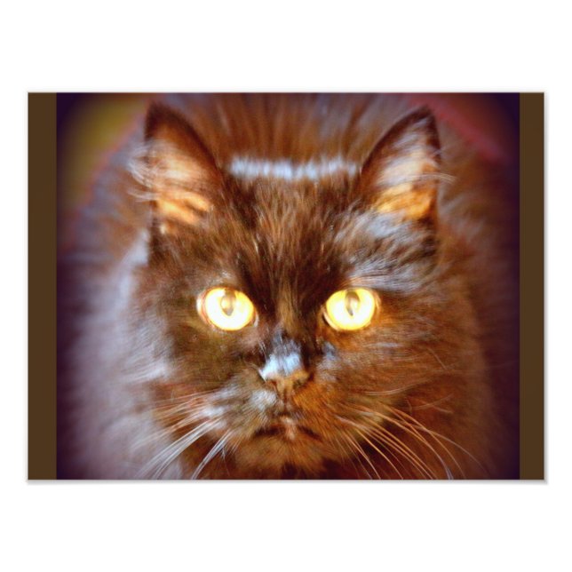 black cat photo print (Front)