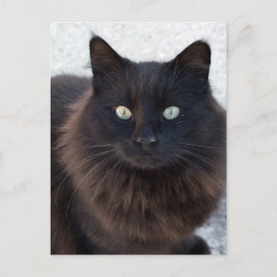 BLACK CAT PHOTOGRAPHY POSTCARDS
