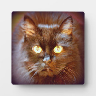 black cat plaque