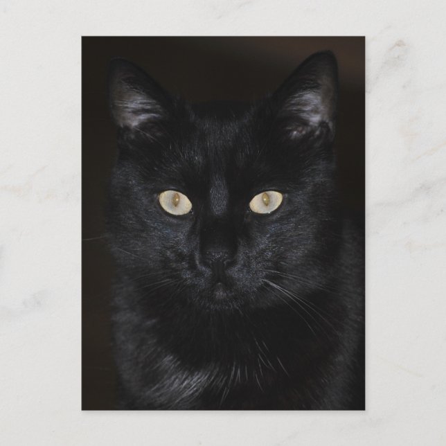 Black Cat Portrait Postcard (Front)