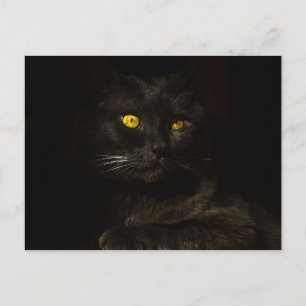 Black cat - Postcard