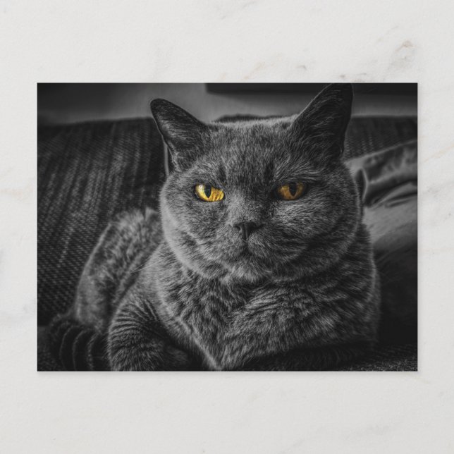 Black Cat Postcard (Front)