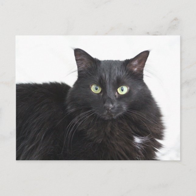 Black cat postcard (Front)