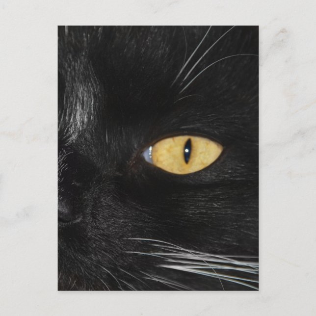 Black cat postcard (Front)