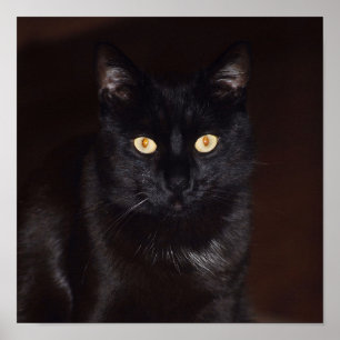 Black Cat Poster