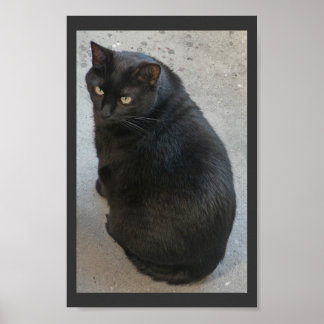 Black cat poster