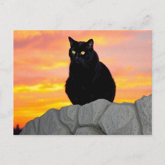 Black Cat Silhouette at Sunset Postcard
