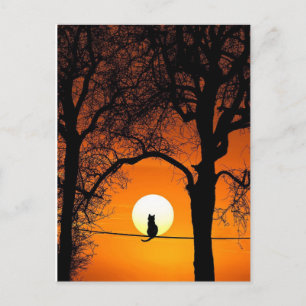 Black Cat Silhouette Sunset Postcard