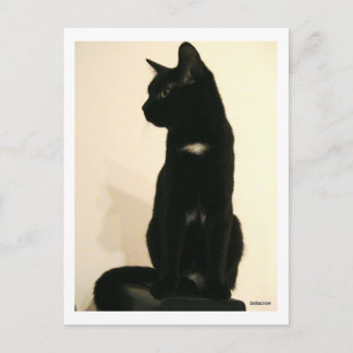 black cat sitting postcard