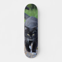 Black Cat Skating With White Paws