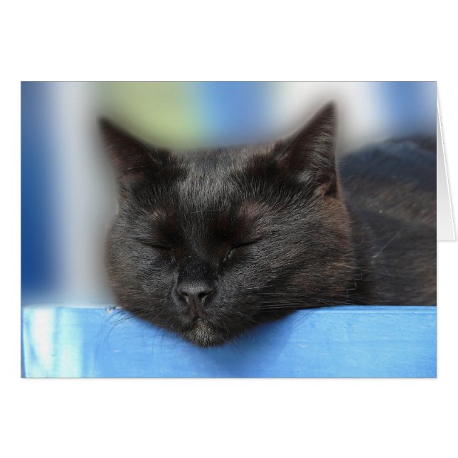 Black Cat Sleeping (Front Horizontal)