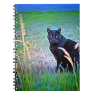 Black Cat Spiral Notebook