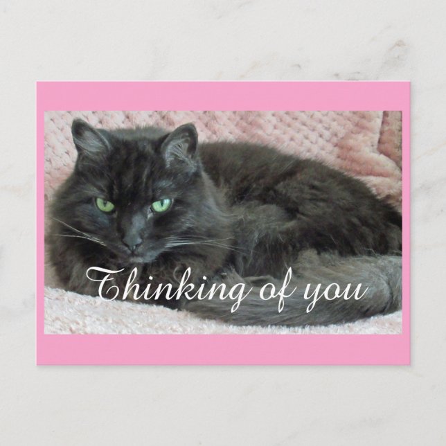 Black Cat Thinking Of You Postcard (Front)