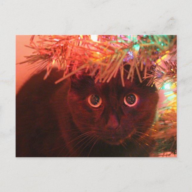 Black Cat under the Christmas Tree postcard (Front)