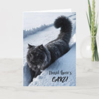 Black Cat Walking In Deep Snow