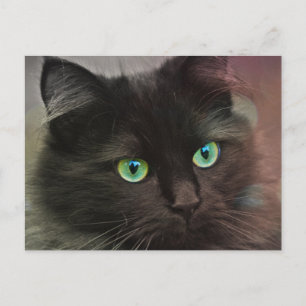 Black cat with green eyes portrait postcard