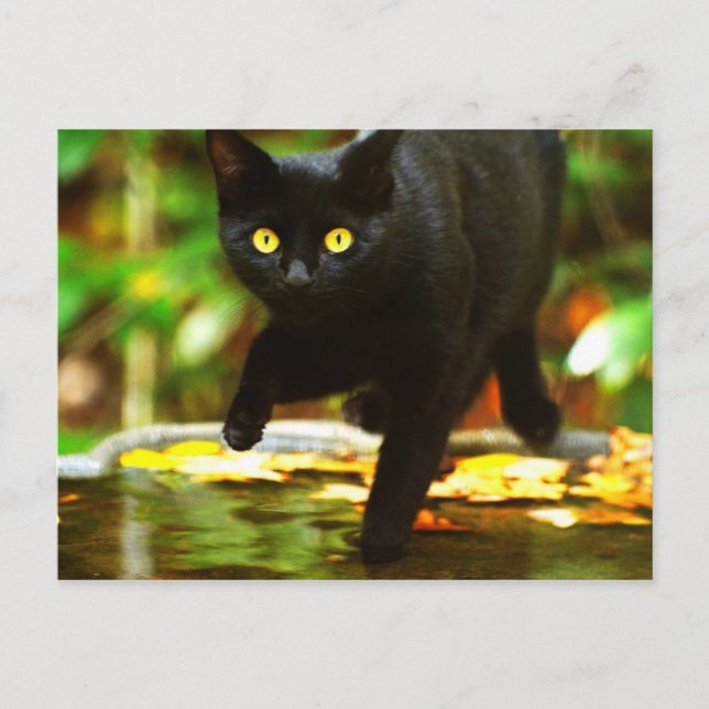Black Cat With Striking Yellow Eyes Postcard (Front)