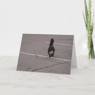 Black Cat with white paws Photo and Card by Lorett