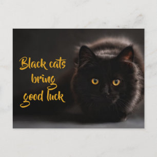 Black Cats Bring Good Luck/ Personalised Postcard
