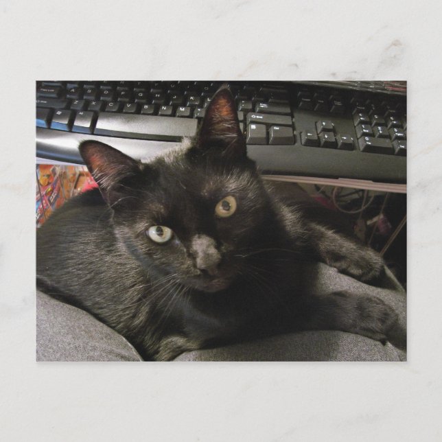 Black Cats Rock Postcard (Front)