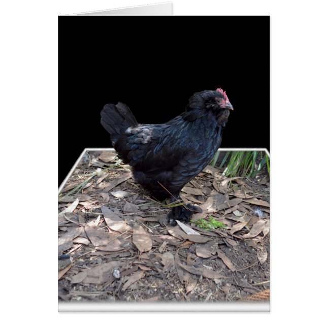 Black Chicken Pop Out,_ (Front)