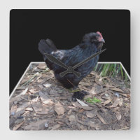Black Chicken Pop Out,_Square Wall Clock