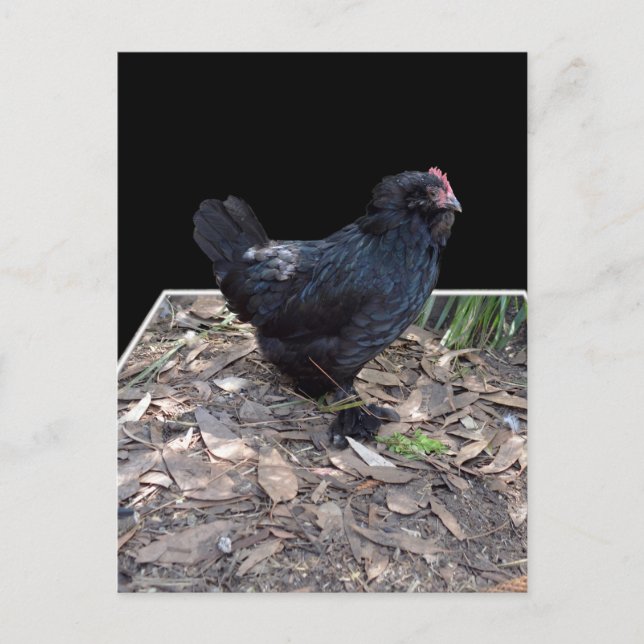Black Chicken Three Dmensional Pop Out,_Postcard Postcard (Front)