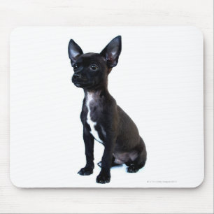 Black Chihuahua puppy Mouse Pad