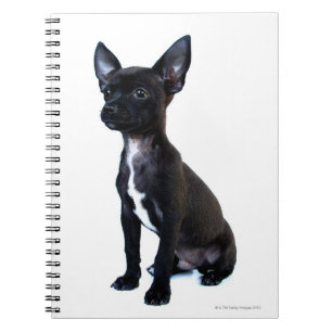 Black Chihuahua puppy Notebook