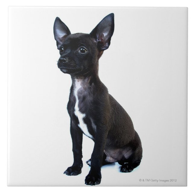Black Chihuahua puppy Tile (Front)
