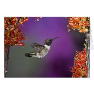 Black-chinned Humingbird, Archilochus alexandri,