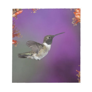 Black-chinned Humingbird, Archilochus alexandri, Notepad