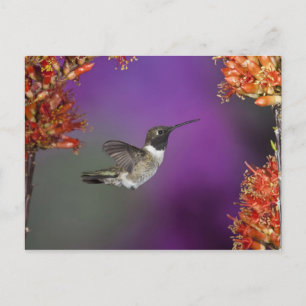 Black-chinned Humingbird, Archilochus alexandri, Postcard