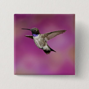 Black-chinned Hummingbird, Archilochus 15 Cm Square Badge