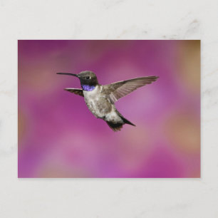 Black-chinned Hummingbird, Archilochus Postcard