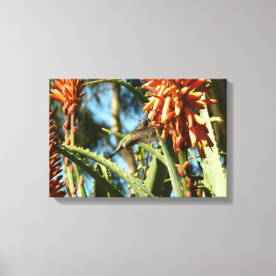 Black-Chinned Hummingbird in Flight Canvas Print