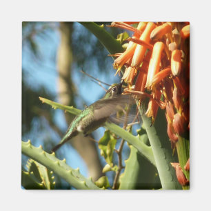 Black-Chinned Hummingbird in Flight Magnet