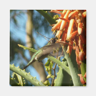 Black-Chinned Hummingbird in Flight Magnet