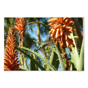 Black-Chinned Hummingbird in Flight Photo Print