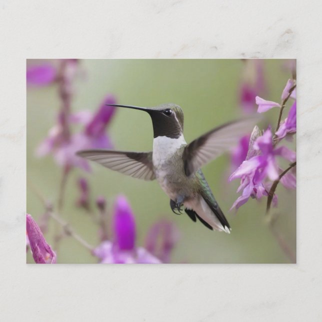 Black-chinned Hummingbird in flight  Postcard (Front)