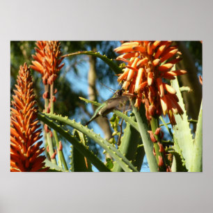 Black-Chinned Hummingbird in Flight Poster
